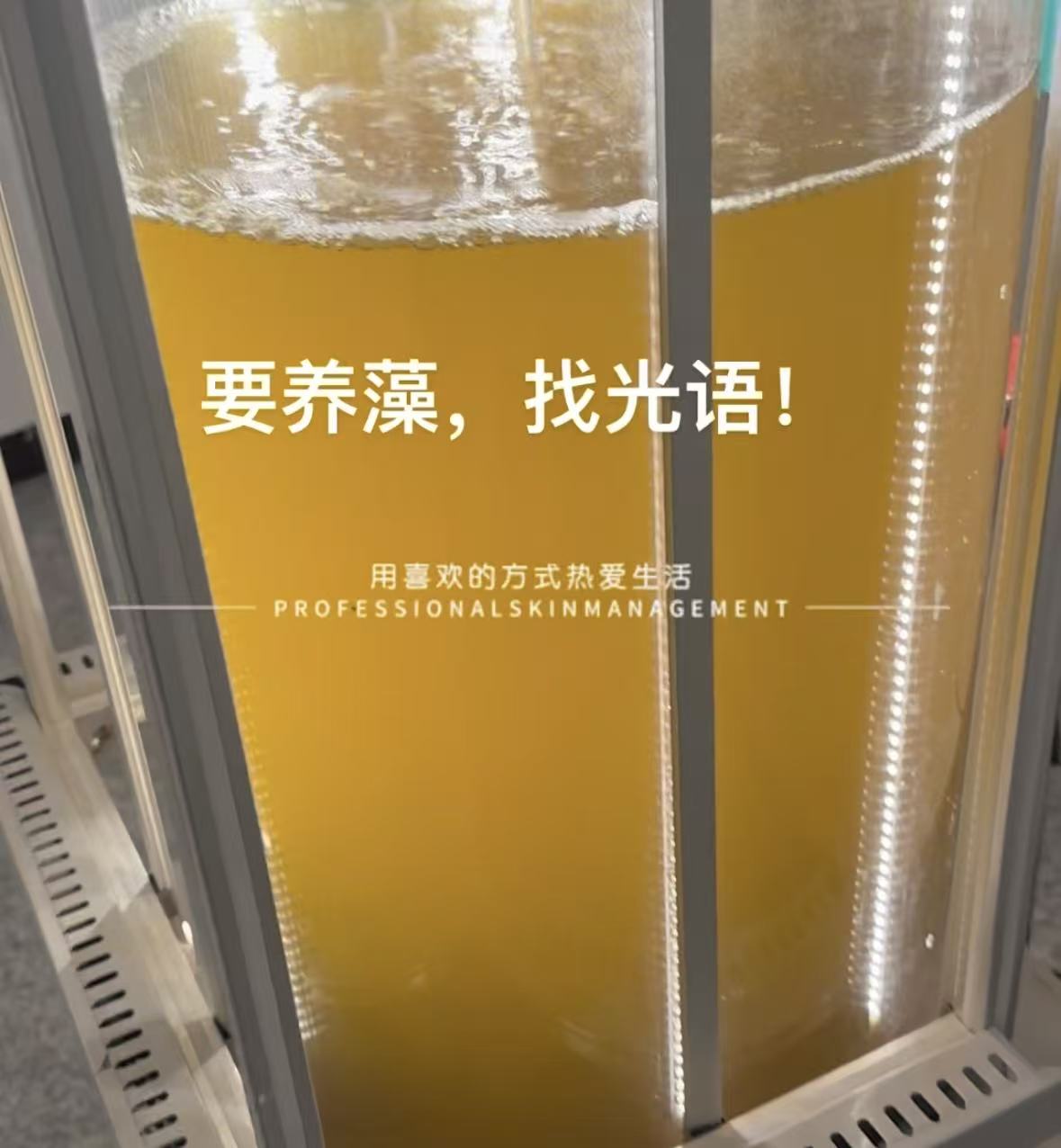 光语柱状反应器培养的三角褐指藻