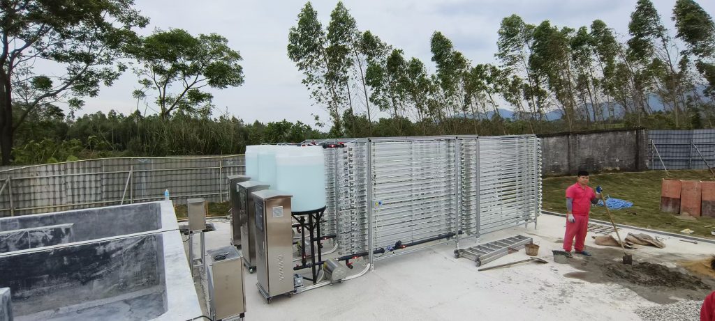 养猪场养藻有什么好处