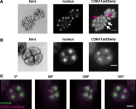 Panel A: three images (trans, nucleus, CDKA1:mCherry) of a dividing cell; CDKA1:mCherry localizes near chromosomes.