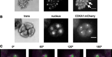 Panel A: three images (trans, nucleus, CDKA1:mCherry) of a dividing cell; CDKA1:mCherry localizes near chromosomes.