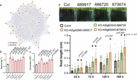 Panel a shows a network diagram with red nodes (metabolites) and blue nodes (orthogroups) connected by light gray edges; panels b and c are bar charts of biomass and cell number for different lines; panel d presents a time-course root length assay with eight treatment groups and associated p-values, plus small inset images and a legend.