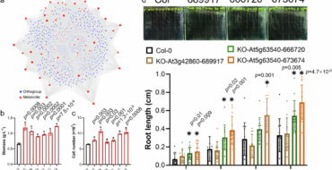 Panel a shows a network diagram with red nodes (metabolites) and blue nodes (orthogroups) connected by light gray edges; panels b and c are bar charts of biomass and cell number for different lines; panel d presents a time-course root length assay with eight treatment groups and associated p-values, plus small inset images and a legend.