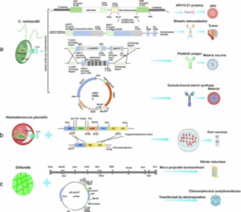 Infographic showing three organisms (C. reinhardtii, Haematococcus pluvialis, Chlorella) used in biotechnology to express vaccine components, with labeled pathways and end products like oral vaccines and malaria vaccine.
