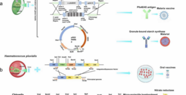 Infographic showing three organisms (C. reinhardtii, Haematococcus pluvialis, Chlorella) used in biotechnology to express vaccine components, with labeled pathways and end products like oral vaccines and malaria vaccine.