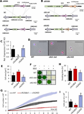 Panels A–B: schematic maps of WT and clk2 mutant constructs showing NTD, KD, CAT, NOS, SUL and gene order. Panel C: bar chart of relative CLK2 expression for WT, clk2Δkd, clk2KD. Panel D: microscopy images of WT, clk2Δkd, clk2KD cells. Panel E: bar chart of cell area for WT, clk2Δkd, clk2KD. Panel F: 2-by-3 matrix showing CP/SDZ treatment and colony growth for WT, clk2Δkd, clk2KD. Panel G: growth curves over 11 days for WT, clk2Δkd, clk2KD. Panel H: doubling time bar chart for the three conditions. Panel I: bar chart of cells per ml for WT, clk2Δkd, clk2KD.