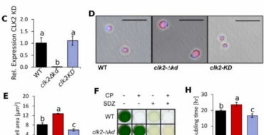 Panels A–B: schematic maps of WT and clk2 mutant constructs showing NTD, KD, CAT, NOS, SUL and gene order. Panel C: bar chart of relative CLK2 expression for WT, clk2Δkd, clk2KD. Panel D: microscopy images of WT, clk2Δkd, clk2KD cells. Panel E: bar chart of cell area for WT, clk2Δkd, clk2KD. Panel F: 2-by-3 matrix showing CP/SDZ treatment and colony growth for WT, clk2Δkd, clk2KD. Panel G: growth curves over 11 days for WT, clk2Δkd, clk2KD. Panel H: doubling time bar chart for the three conditions. Panel I: bar chart of cells per ml for WT, clk2Δkd, clk2KD.