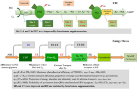 Diagram of the photosynthetic electron transport chain showing OEC, PSII, five ETC sites (Site 1–5), PSI, and NADP+ end product with arrows for energy flow and electron transfer.
