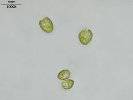 Three green oval algal cells visible on a pale background, magnified about 1000x; scale bar indicates 10 μm.