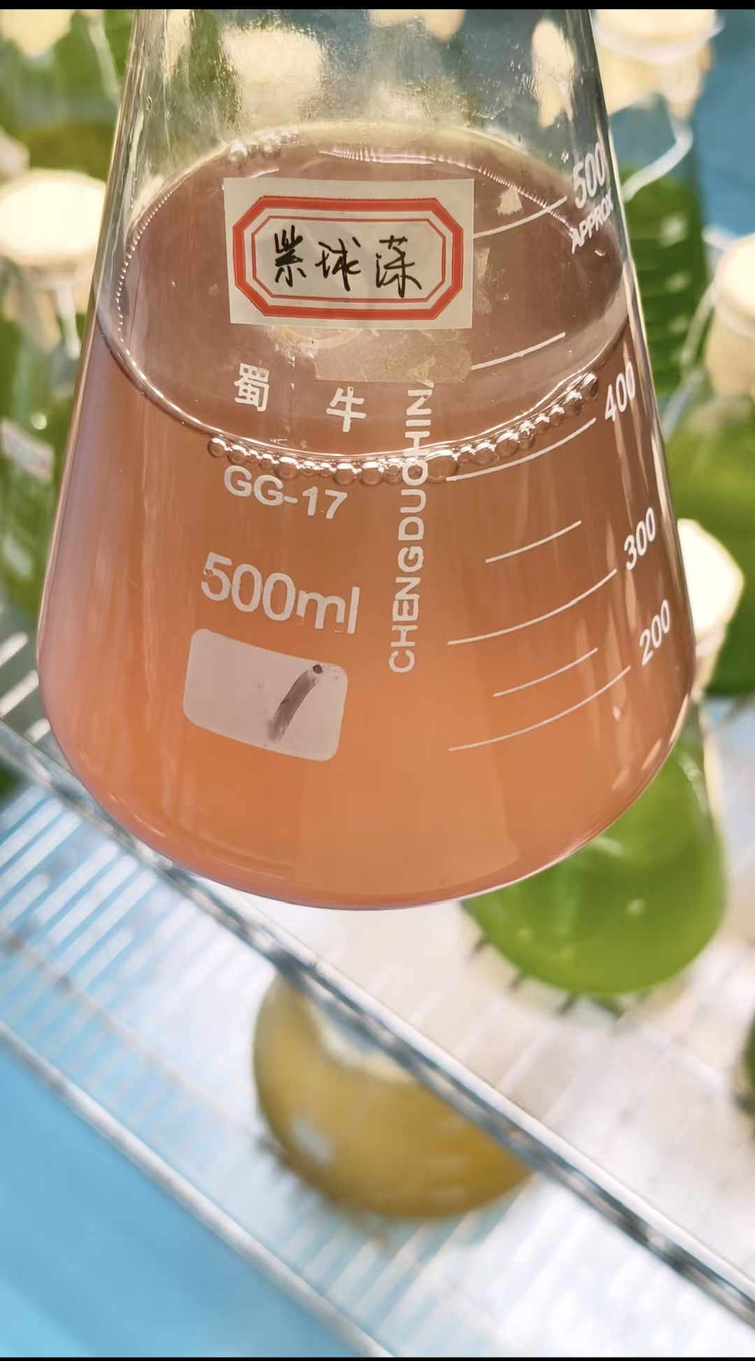 Pink beverage in a 500 ml glass Erlenmeyer beaker with measurement marks and a red-bordered label containing Chinese characters attached to the neck.