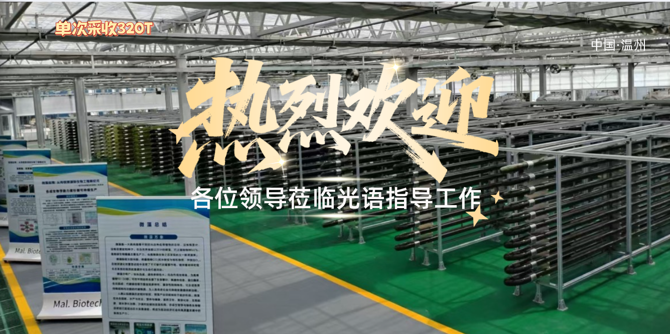 单次产量320吨大型智能化微藻养殖项目