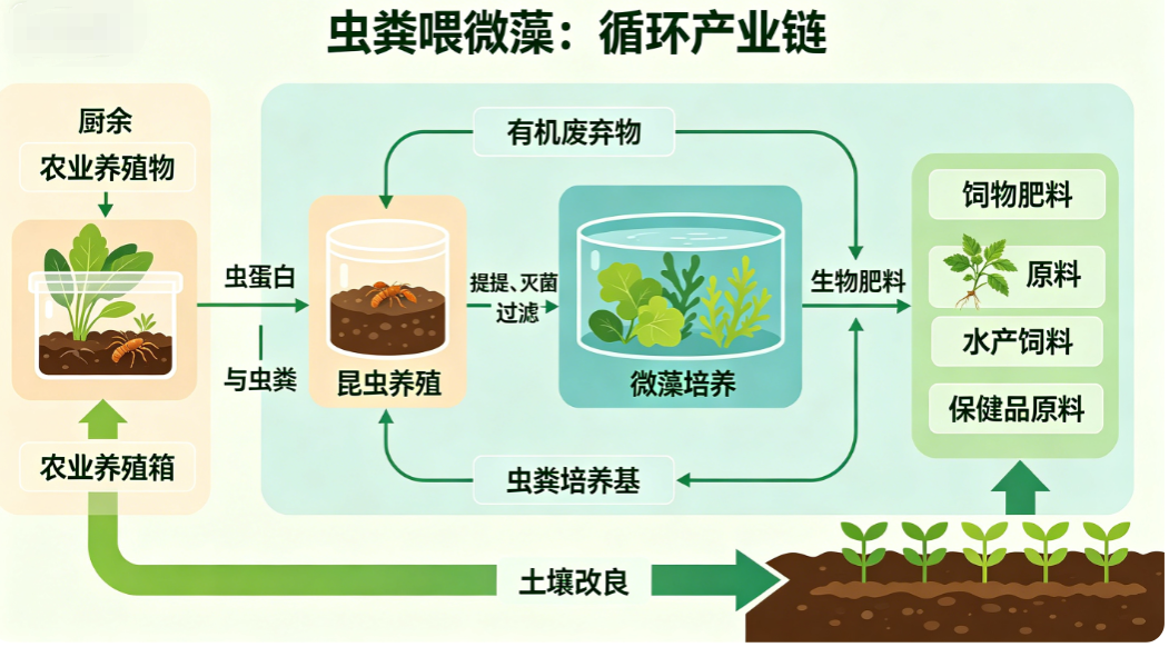 信息图展示虫类养殖与微藻养殖的循环产业链，包含农业养殖箱、昆虫养殖、微藻培养和原料产出等环节。