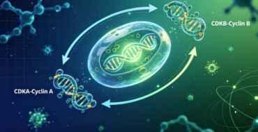 Cell-cycle diagram showing CDK-A-Cyclin A and CDK-B-Cyclin B connected by arrows.