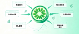 Infographic of a lime cross-section with green arrows pointing to six labeled boxes in Chinese: 微藻 CCM, Rubisco酶, CO2富集, 相分离凝聚, 叶绿体改造, 固碳效率提升.