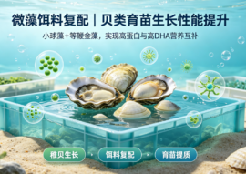不同微藻饵料对牡蛎、文蛤稚贝的养殖效果